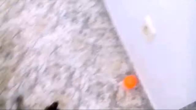 Знакомство с моим котом Марсик :-) смотреть онлайн