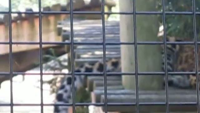 Lola the Leopard at Capron Park Zoo смотреть онлайн