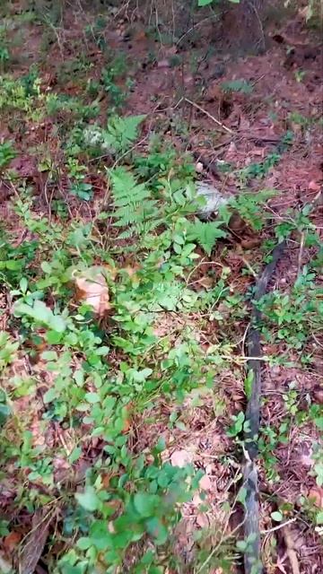 Ядовитые змеи Подмосковья | ВНИМАНИЕ ГРИБНИКИ! смотреть онлайн