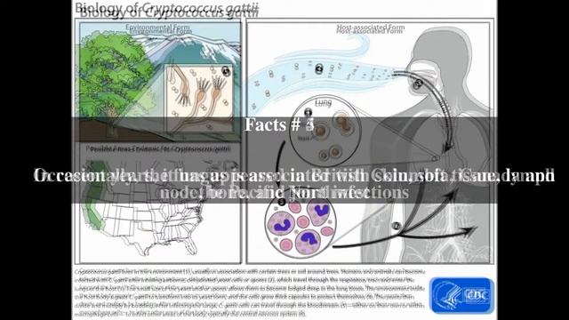 Cryptococcus gattii Top # 8 Facts смотреть онлайн