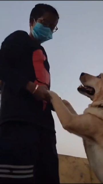 Annie the Labrador female #puppiesshelter #Annie #Labrador #instagramtrend смотреть онлайн