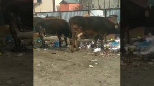 В Карачаево-Черкесии коровы едят мусор с помоек