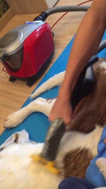 Фурминатор для крупных пород смотреть онлайн