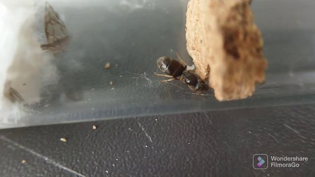 Lasius Neglectus 1 смотреть онлайн