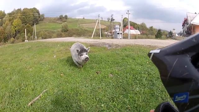 свиня смотреть онлайн