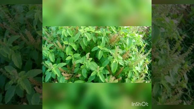 TOP 10 FOODS FOR IMMUNITY Part-1