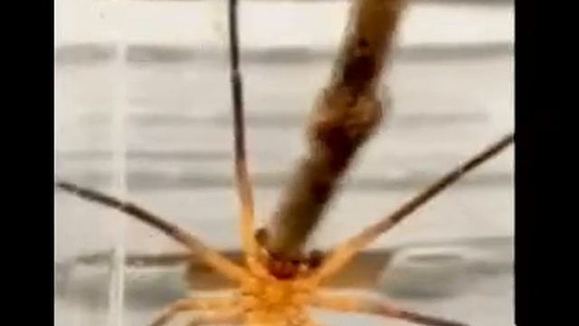 Zoropsis spinimana aggressive stance смотреть онлайн
