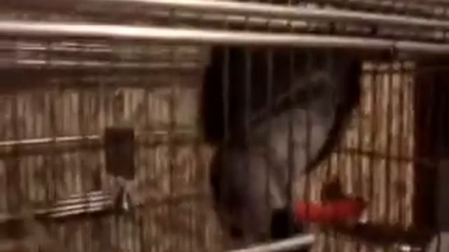 Жако Гришка - поболтали вечерком смотреть онлайн