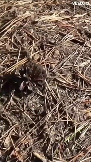 Наткнулся на муравейник в лесу смотреть онлайн