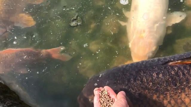 Люблю кормить рыб смотреть онлайн