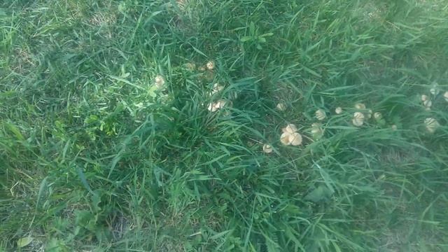 По-грибы, полянка, ч.2 смотреть онлайн