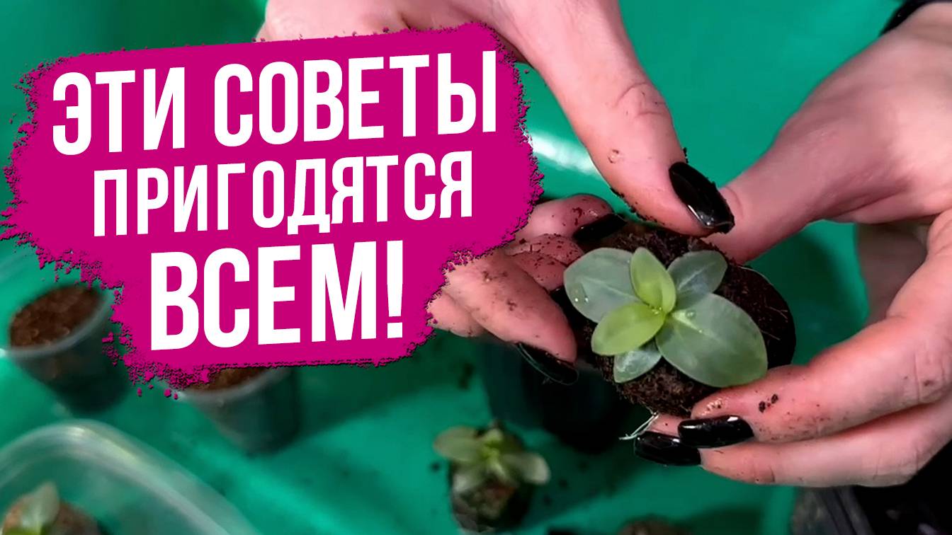 Лучшие советы о выращивании рассады эустомы.