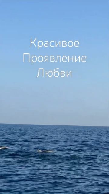 #дельфины #любовьмоя #чувствуешь #жизньпрекрасна #океан #бали #благодарю #бог #богоявление #счастье смотреть онлайн