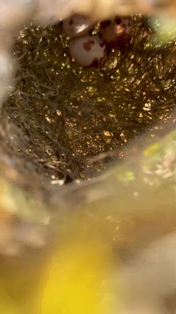 How to build a bird's nest and has eggs #building #birds #wildlife #nature смотреть онлайн