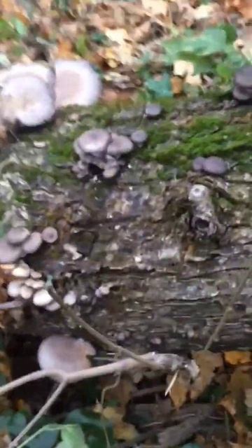 ❗Чудо дерево ❗ #shorts #short #nature #fun #funny #shortsvideo #video  #грибы #лес #природа #грибни