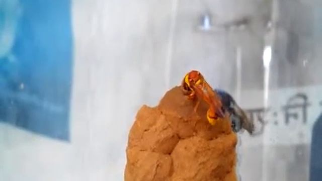 Potter wasp building nest смотреть онлайн