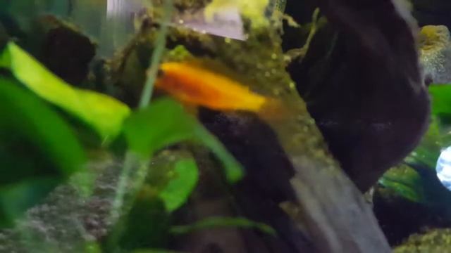 Apistogramma Agassizii fire Red with eggs смотреть онлайн
