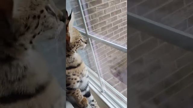 Freya the serval wanta to leave with us смотреть онлайн