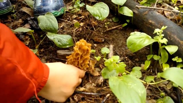 03 Maggio 2014..The Family Morels..2° parte смотреть онлайн