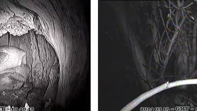 Prey-gift and mating - Audubon Starr Ranch barn owls смотреть онлайн