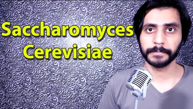 How To Pronounce Saccharomyces Cerevisiae