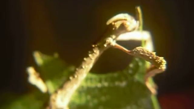 Achrioptera punctipes punctipes su leccio 2 смотреть онлайн