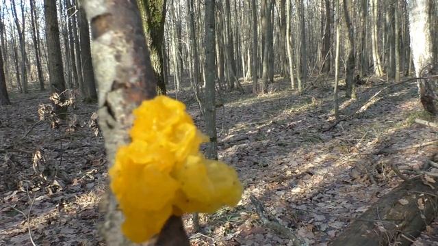 ✅ ГРИБЫ Декабря ✅ЛЕЧЕБНЫЕ !! ✅Бесплатные АНТИБИОТИКИ в ЗЕЛЕНОЙ АПТЕКЕ ✅ смотреть онлайн