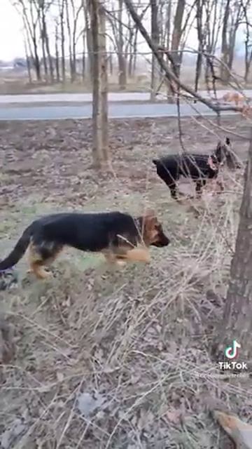 Доберман и Немецкая овчарка..)) смотреть онлайн