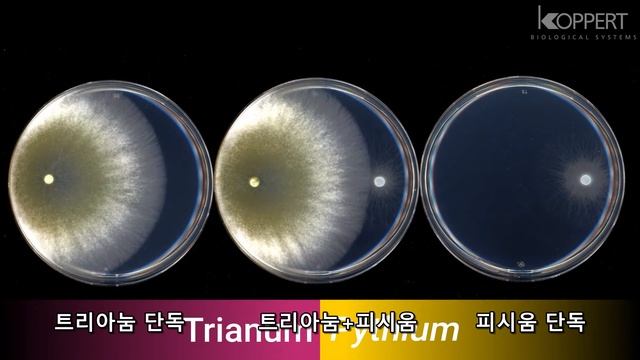 Trichoderma Harzianum T22의 피시움 방제효과(in Vitro)