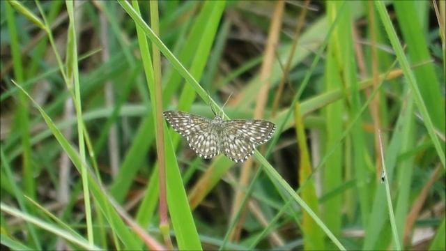Dusky-brown wave - Scopula tessellaria - Zwartwitte stipspanner / Gaume - Belgium / 28-6-2016 смотреть онлайн