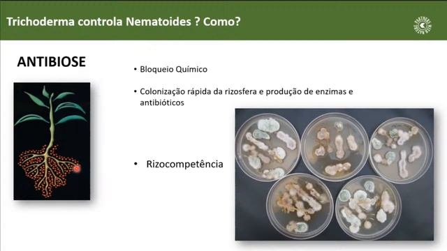 Uso De Biológicos En El Control De Hongos Del Suelo Y Nematodos