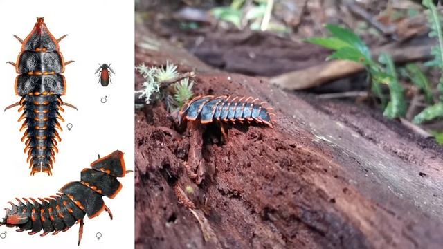 三葉蟲紅螢~Trilobite Beetle смотреть онлайн