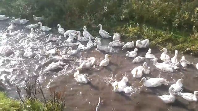 Утиный рай смотреть онлайн