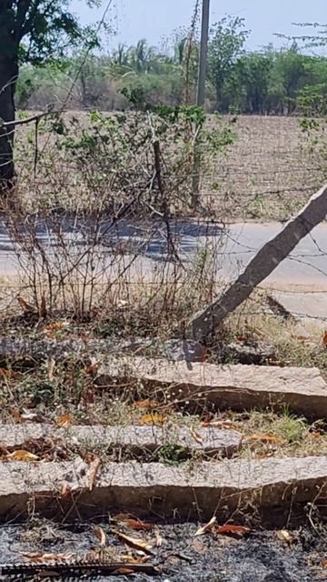Swift fox running across the road смотреть онлайн