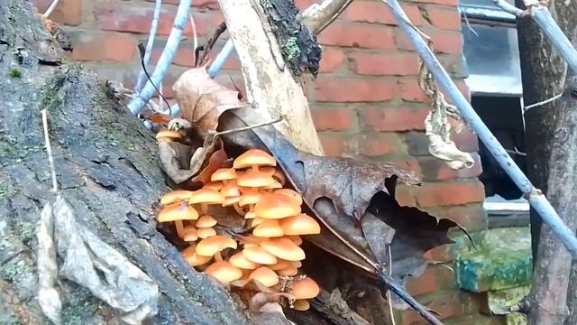 Сюрприз смотреть онлайн