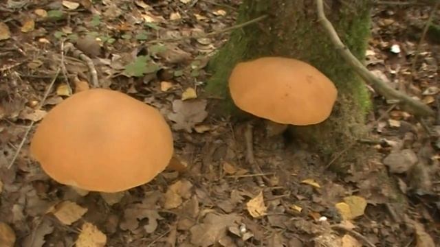 Царство грибов)))