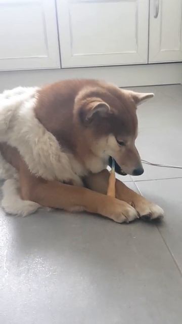 Собака сама чистит себе зубы. Юки сиба-ину очень умная собака) смотреть онлайн