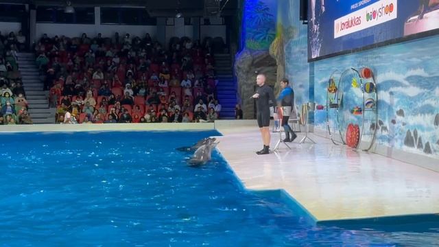 Dubai Dolphinarium UAE's only Dolphin & Seal show смотреть онлайн