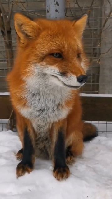 tg: lisyfox , ждем вас там! #мемы #лисы #лиса #мем #shorts #meme #fox смотреть онлайн