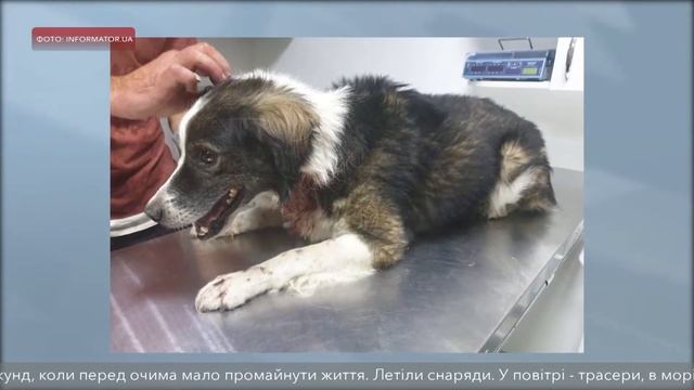 До пів року позбавлення волі загрожує дніпрянину, який знущався над своїм собакою смотреть онлайн