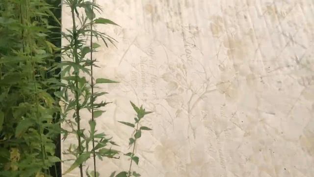 ДЕГУСТАЦИЯ ПИЦЦЫ // ВОЗВРАЩЕНИЕ ЛИАНЫ