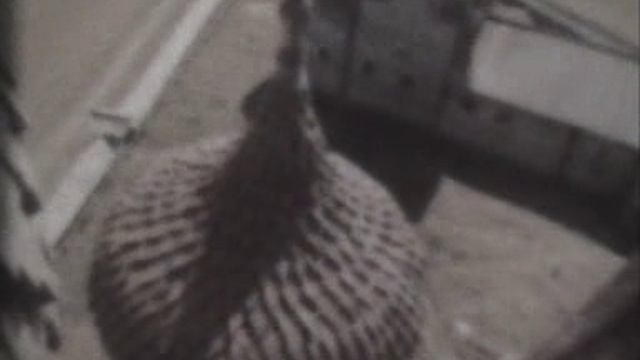 Короткометражный док. фильм 8 мм / МУЗЕЙ ПОД СЕВЕРНЫМ НЕБОМ ( БЕЗ ЗВУКА ) Сер 20 века смотреть онлайн