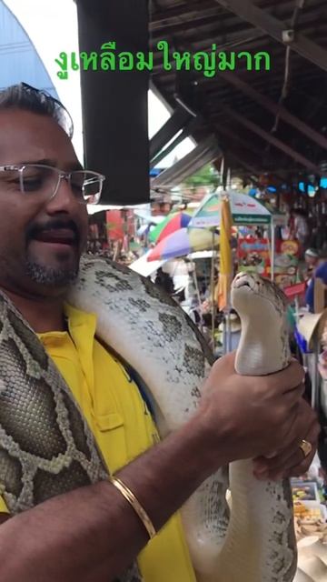 25/7/66 เหลือเชื่อ !!!!!!!!!!!!!!แขกอินเดียกลัวงูมาก смотреть онлайн