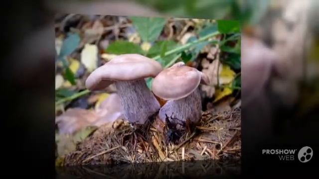 Gyrophila - fungi kingdom смотреть онлайн