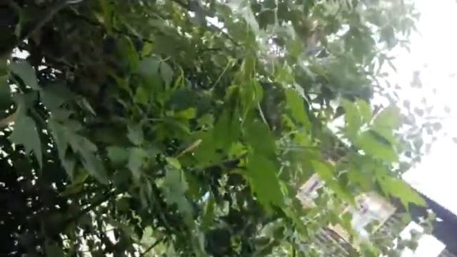 О пять продаём ягоды смотреть онлайн