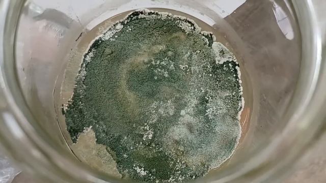 Триходерма или нещо друго от дървесна гъба