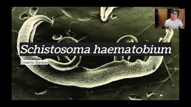 Lecture 17 [Part 2/2] Term Project Complication 4 - Fungi and Protozoa (May contain strong imagery) смотреть онлайн