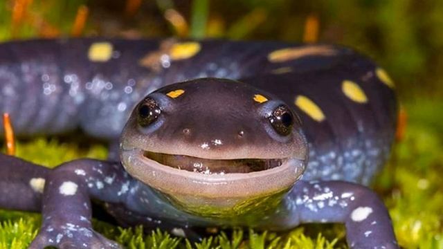 Podcast: Mongabay Explores The Great Salamander Pandemic, Part 3: On The Hunt