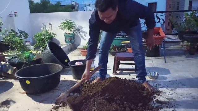 చనిపోతున్న మొక్కని కూడా బ్రతికించే ఔషధం | How to use Tricoderma viride #Tricoderma #OrgGardener смотреть онлайн