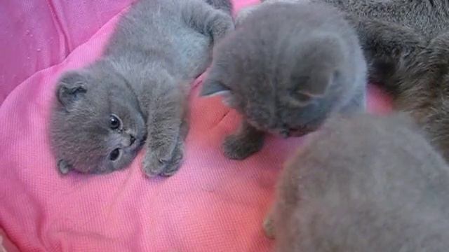 Британские котята с мамой смотреть онлайн